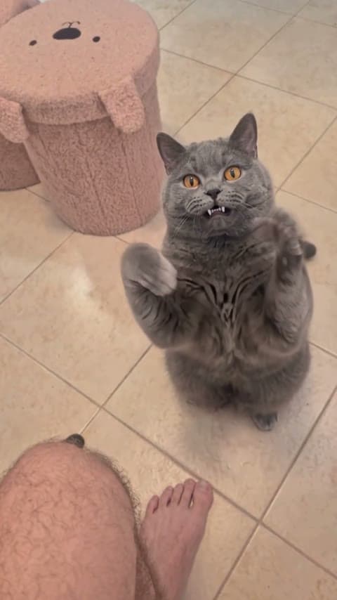 Person and cat duo performing the viral Cat Clapping meme