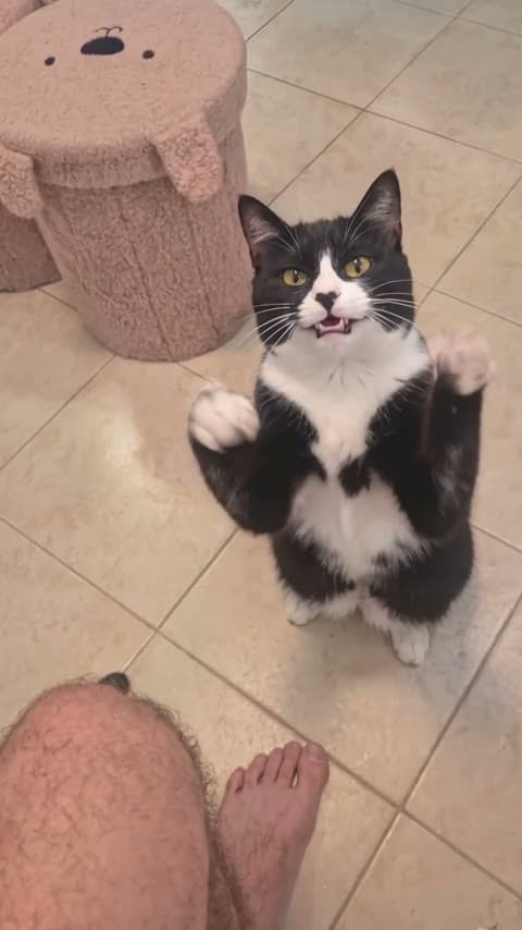 Black Cat Clapping AI vertical meme still